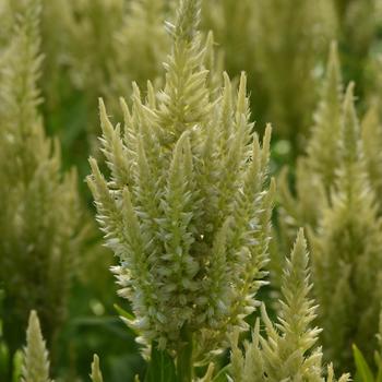 Celosia Sunday™ 'Green'