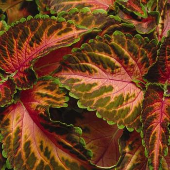 Coleus 'Pastel' 