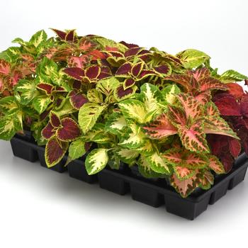 Coleus 'Select Mix Improved' 