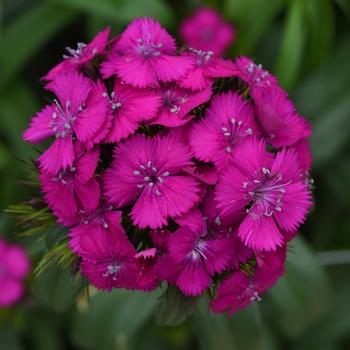 Dianthus barbatus 'Neon Purple' 