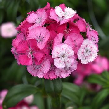 Dianthus barbatus 'Rose Magic' 