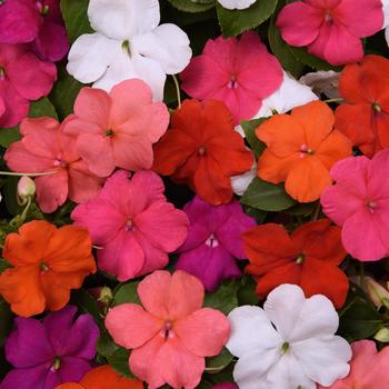 Impatiens walleriana Beacon® 'Formula Mix'