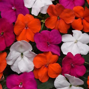 Impatiens walleriana 'Lindau Mix' PPAF