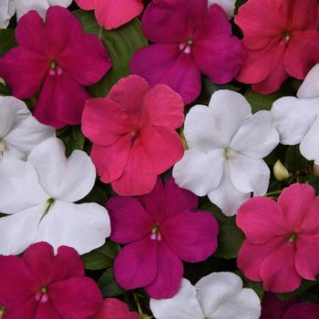 Impatiens walleriana Beacon® 'Portland Mix'