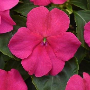 Impatiens walleriana 'Rose' 