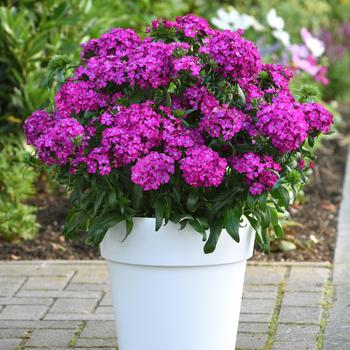 Dianthus 'Purple' 