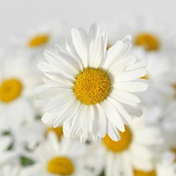 Leucanthemum x superbum 'White Lion' 