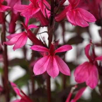 Lobelia x speciosa