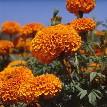 Tagetes erecta Xochi™ 'Orange'