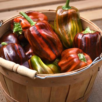 Capsicum annuum 'Candy Cane Chocolate Cherry' 