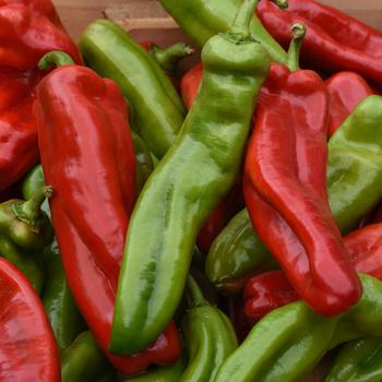 Capsicum annuum 'Peppi Cornissimo' 