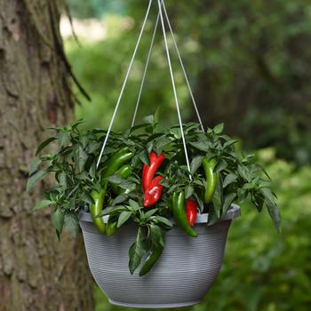 Capsicum annuum 'Pot-a-peno'