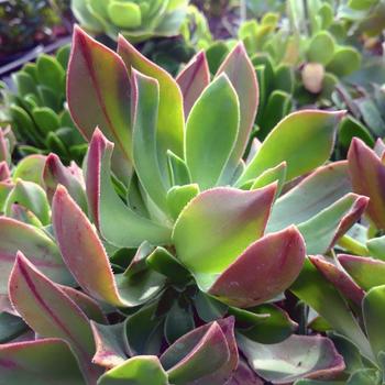 Aeonium decorum 'Berry Nice' 