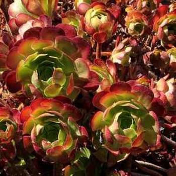 Aeonium 'Jack Catlin' 