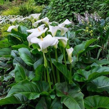 Zantedeschia aethiopica 'Gene's Giant' 