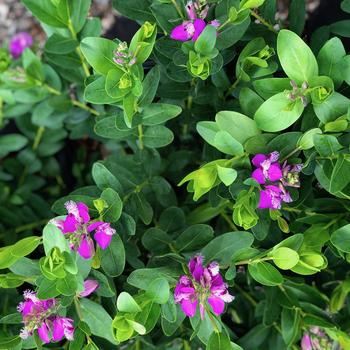 Polygala myrtifolia