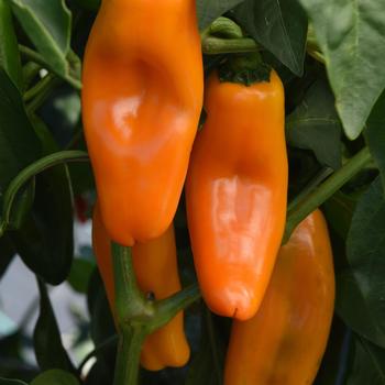 Capsicum annuum 'Peppi Yellow' 