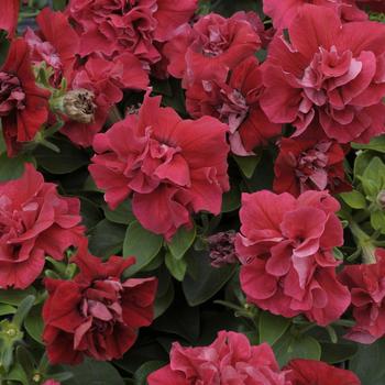 Petunia 'Red' 