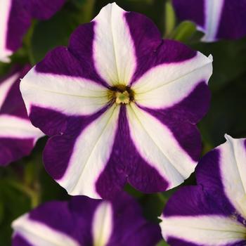 Petunia 'Blue Star' 