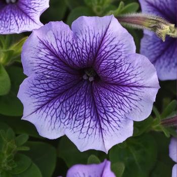 Petunia 'Blue Vein' 