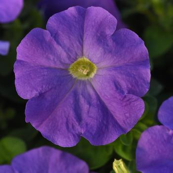 Petunia 'Blue Sky' 