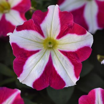 Petunia 'Rose Star' 