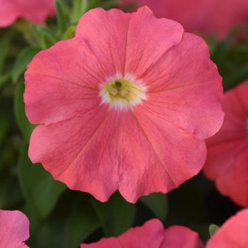 Petunia 'Simply Improved' 