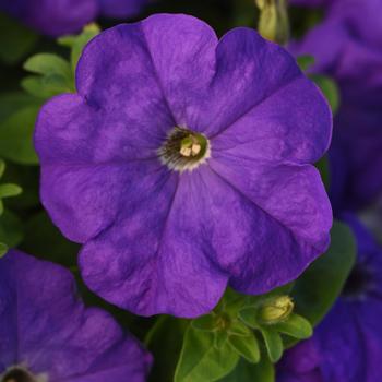 Petunia 'Mid-Blue' 