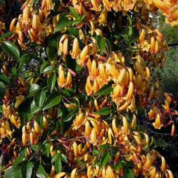 Pandorea jasminoides 'Golden Showers' 