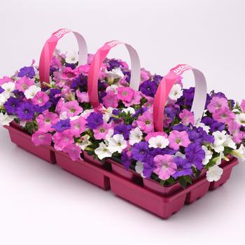 Petunia Shock Wave® 'Spark Mix Improved'