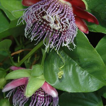 Passiflora 'Purple Tiger' 