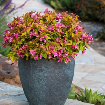 Weigela Prism™ 'Magic Carpet'