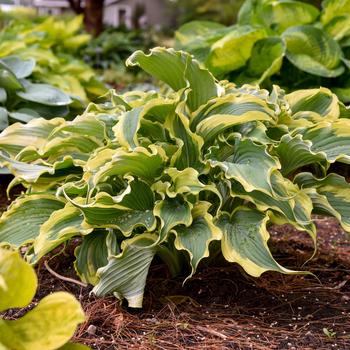 Hosta 'Voices in the Wind' PP33265, CPBRAF