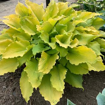 Hosta 'Echo the Sun' PPAF, CPBRAF