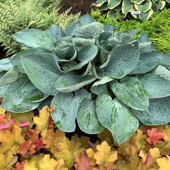 Hosta 'Above the Clouds' PPAF, CPBRAF