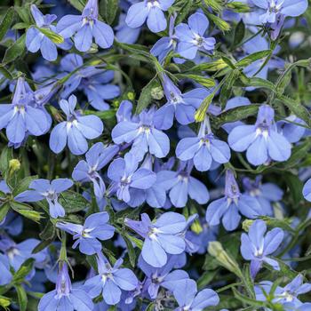 Lobelia erinus 'WNLOLASKBL' PP32655 & Can. PBRAF