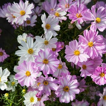 Cosmos bipinnatus Apollo™ 'Lovesong'