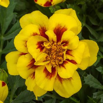 Tagetes patula nana Alumia™ 'Creme Brulee'