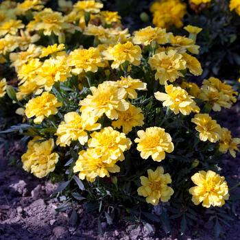 Tagetes patula nana Alumia™ 'Vanilla Cream'