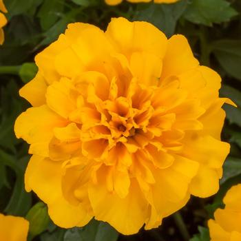 Tagetes patula nana 'Gold' 