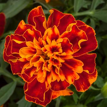 Tagetes patula nana 'Harmony' 