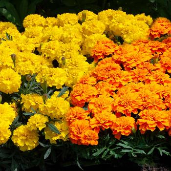 Tagetes patula nana 'Mix' 