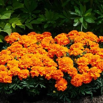 Tagetes patula nana 'Orange' 