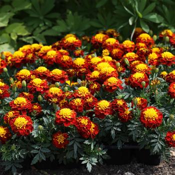 Tagetes patula nana 'Spry' 