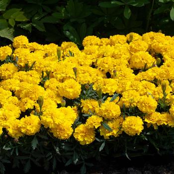 Tagetes patula nana Happy™ 'Yellow'