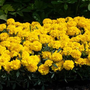 Tagetes patula nana 'Yellow' 