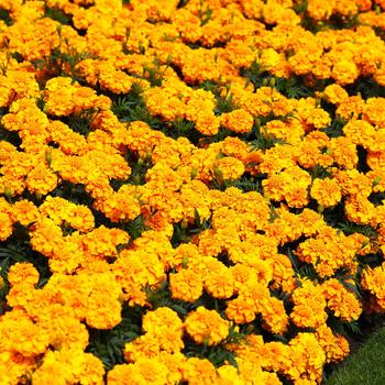 Tagetes 'Orange' 