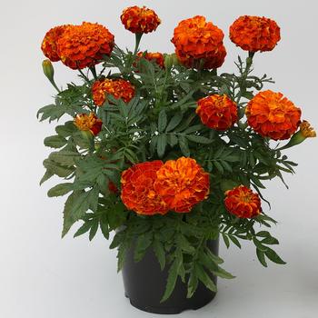 Tagetes 'Red' 