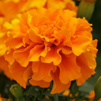 Tagetes 'Deep Orange' 