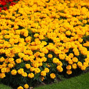 Tagetes Zenith™ 'Golden Yellow'